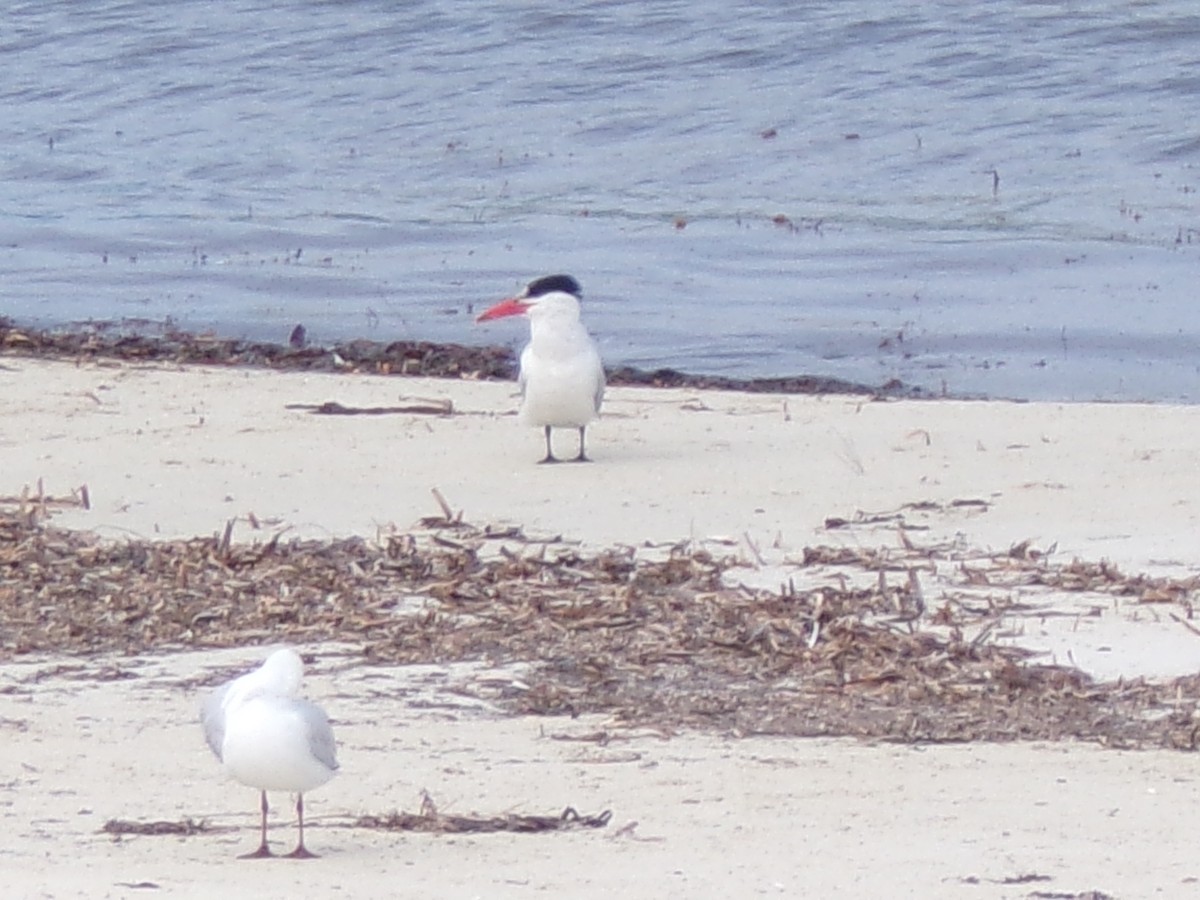 裏海燕鷗 - ML645982149