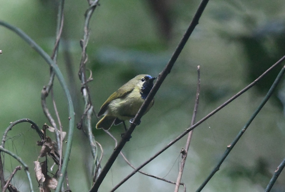 Plain-backed Sunbird - ML645982150