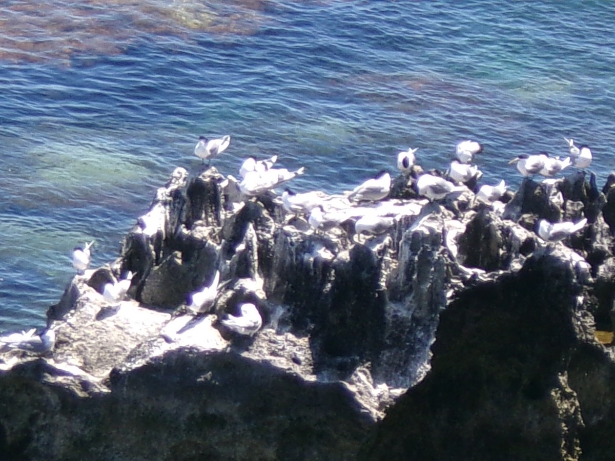 鳳頭燕鷗 - ML645982152