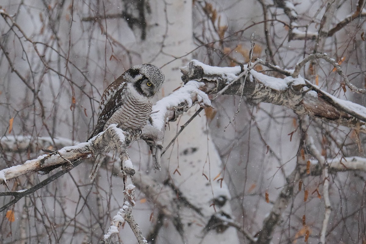 Northern Hawk Owl - ML645982153