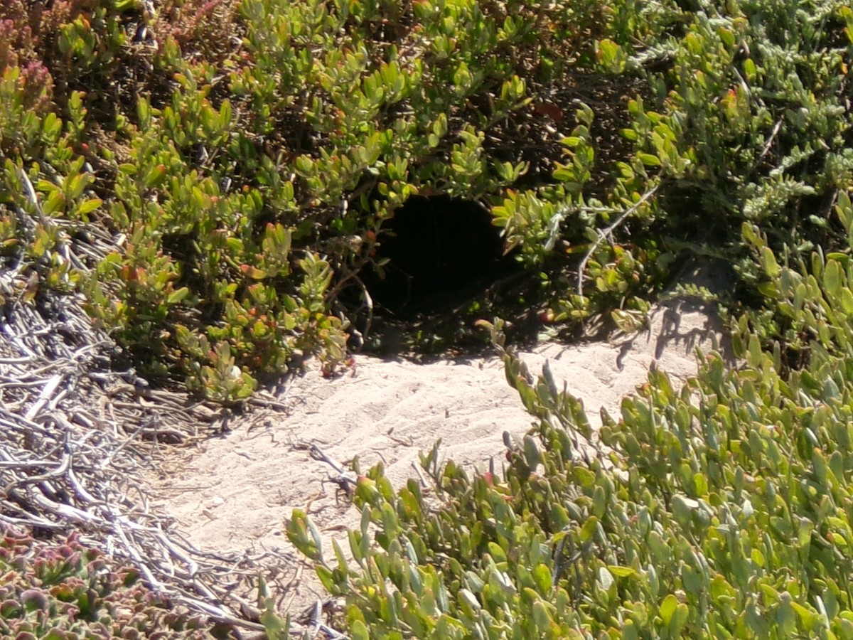 長尾水薙鳥 - ML645982154