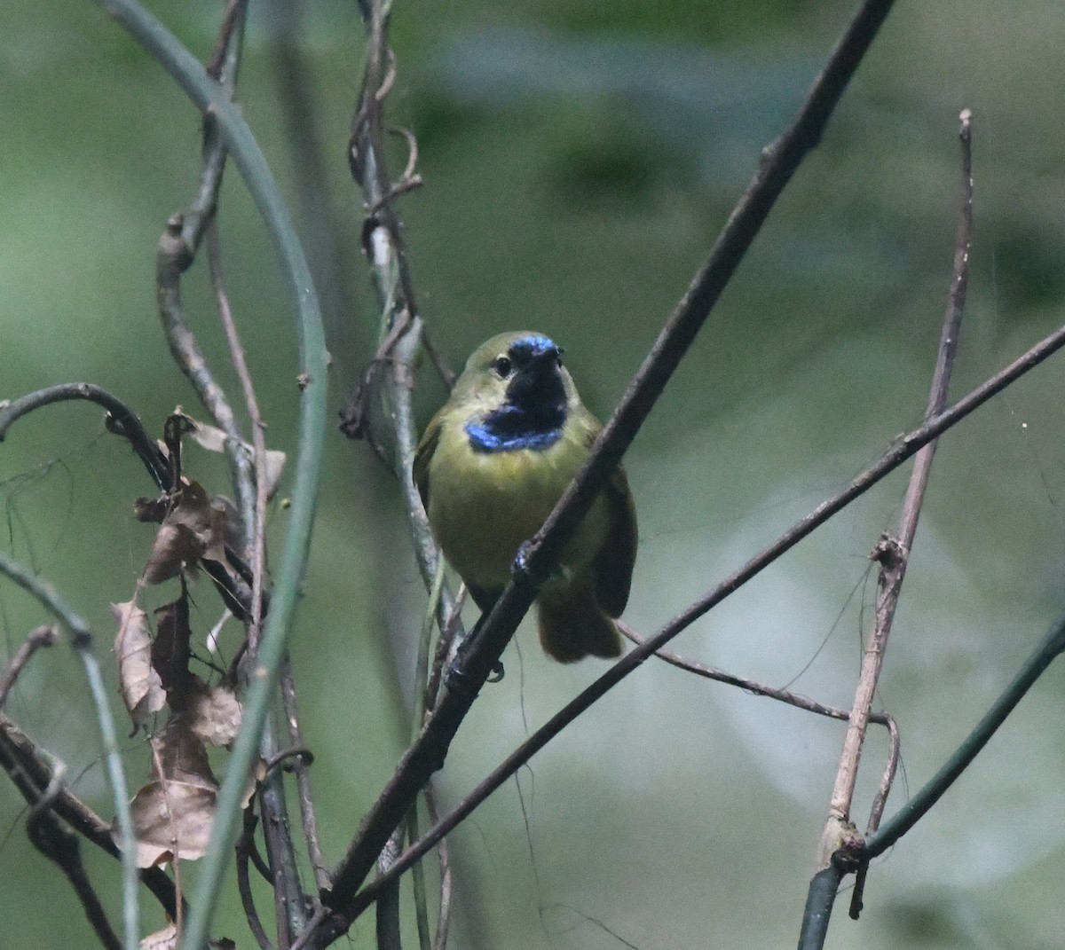 Plain-backed Sunbird - ML645982155