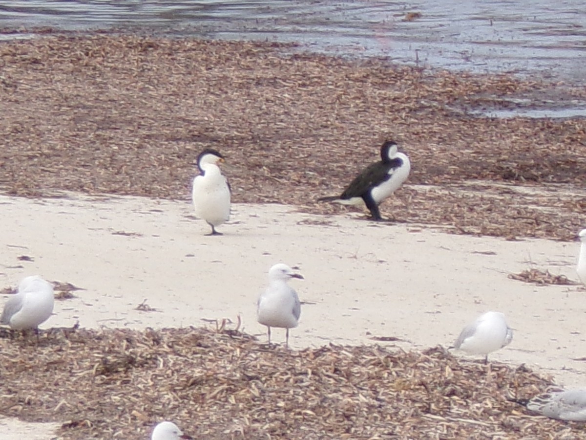 鸕鷀 - ML645982156