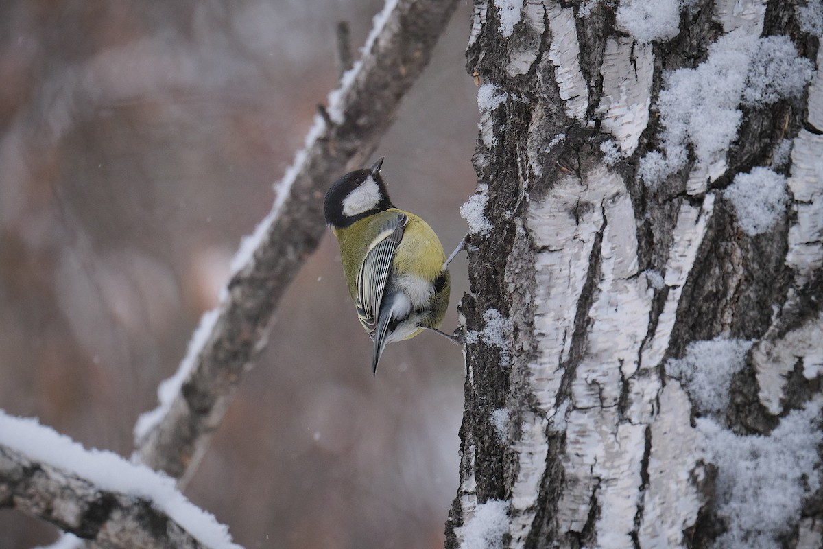 Great Tit - ML645982158