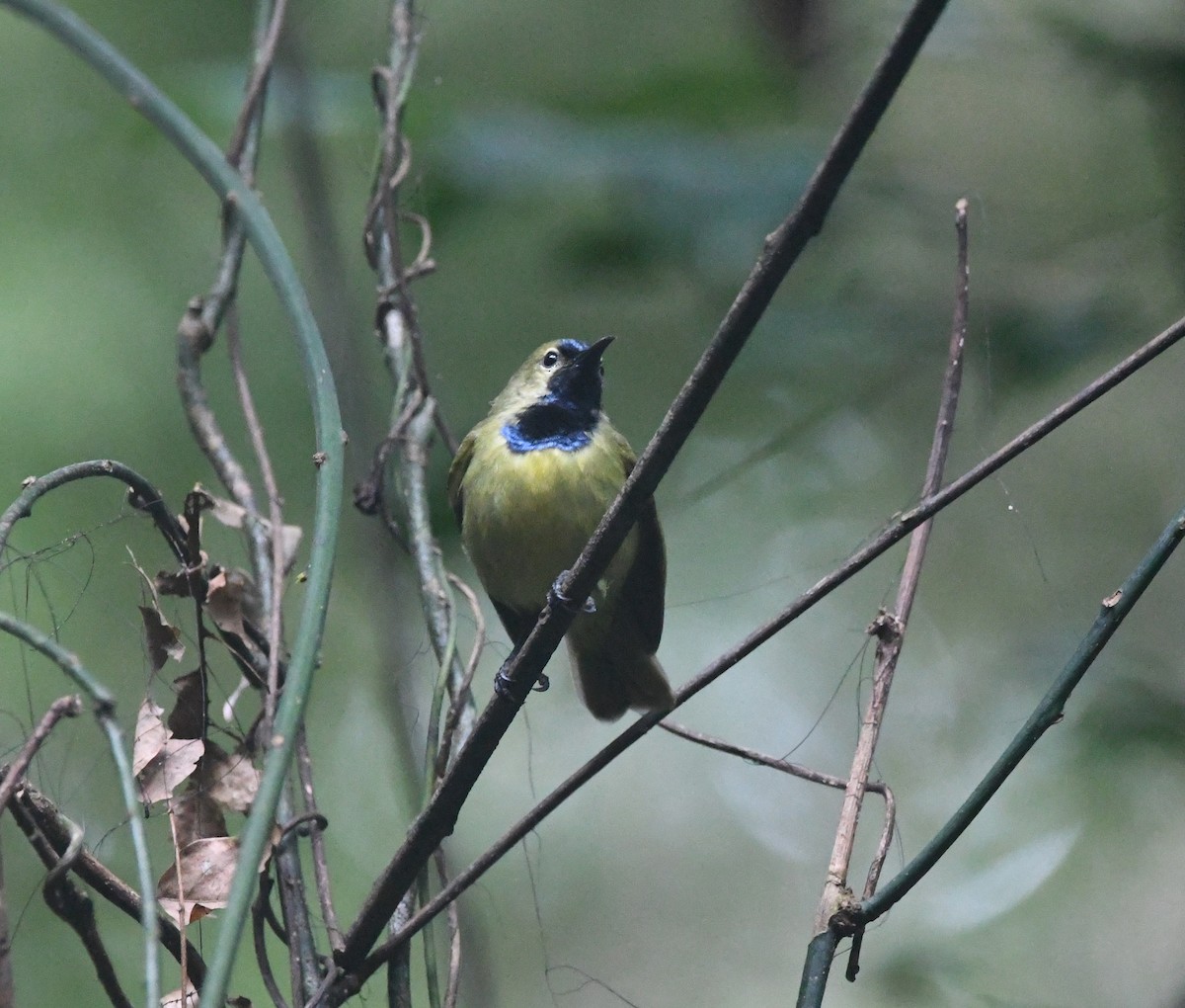 Plain-backed Sunbird - ML645982159