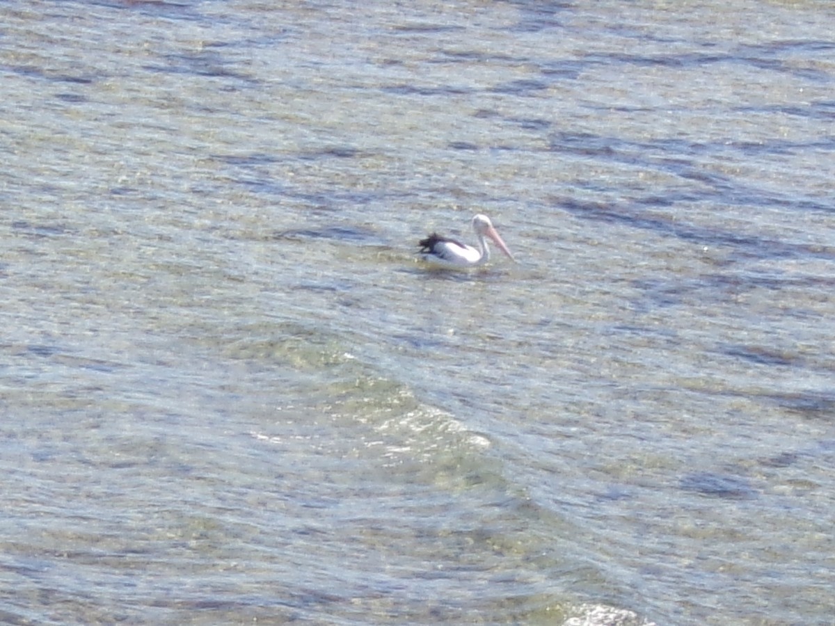 Australian Pelican - ML645982160