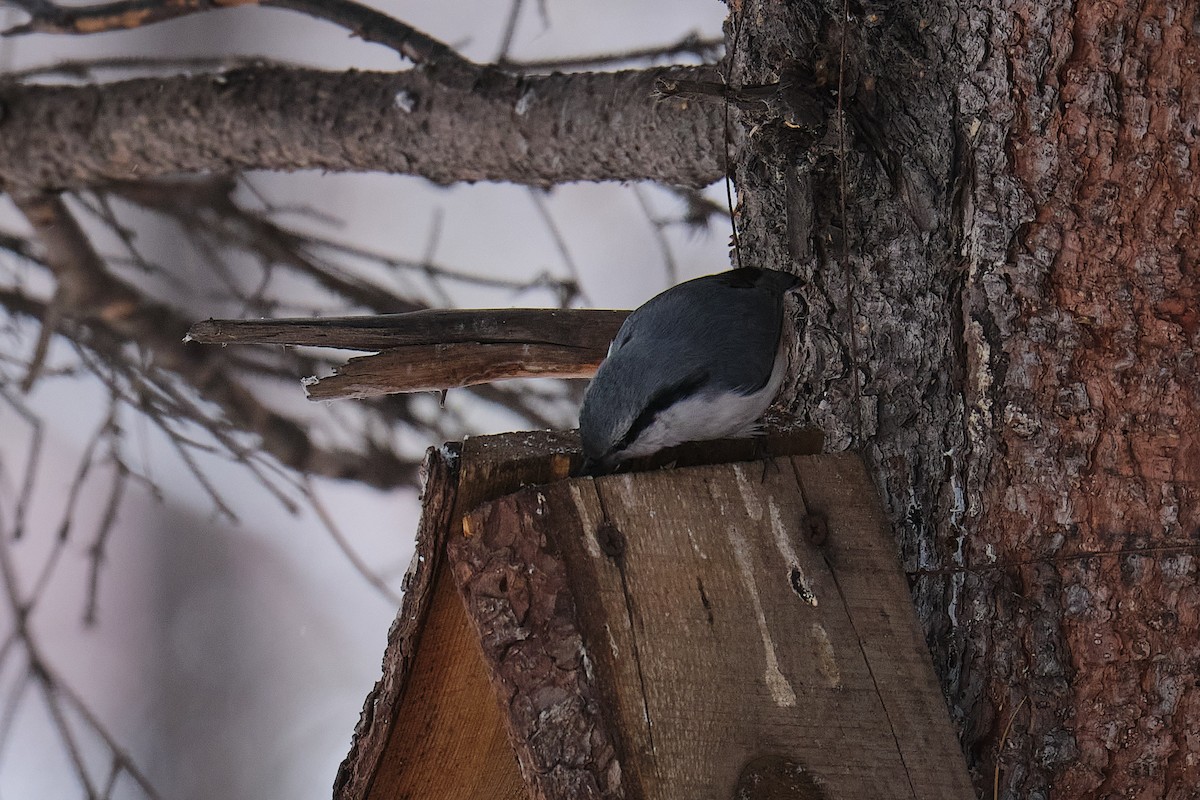 茶腹鳾 - ML645982161