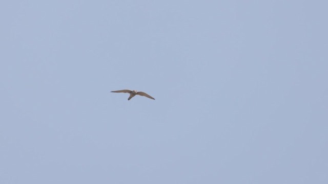 Eurasian Kestrel - ML645982162