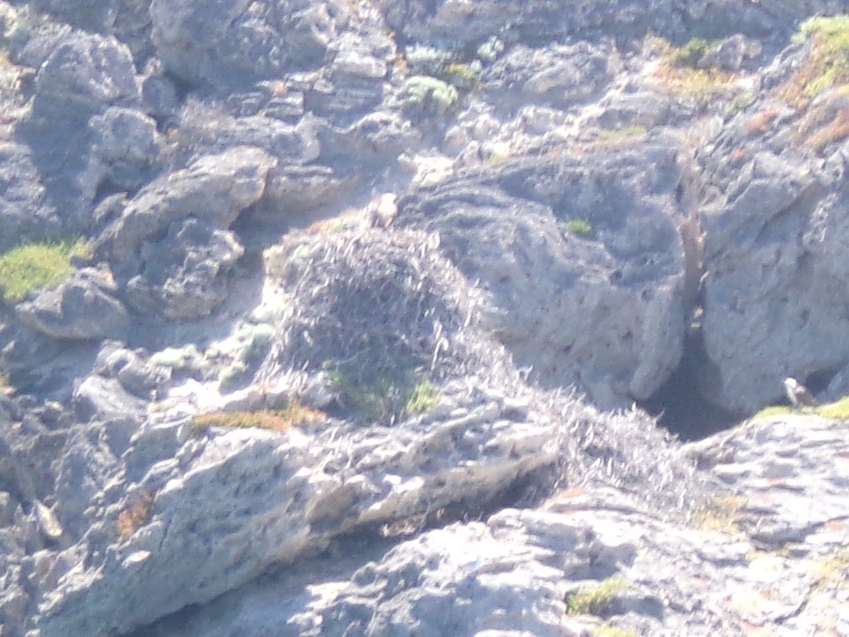 魚鷹 - ML645982163