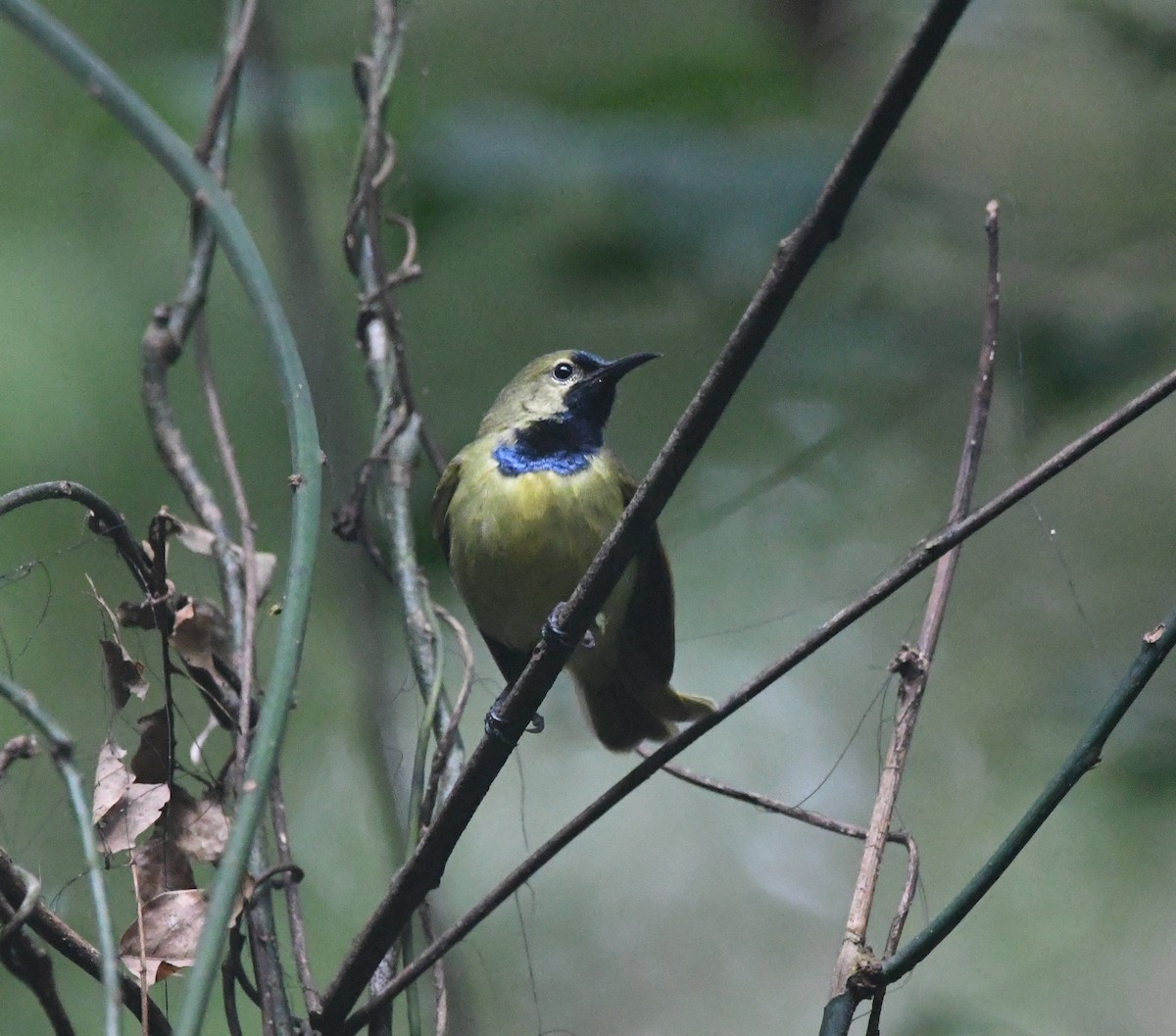 Plain-backed Sunbird - ML645982164