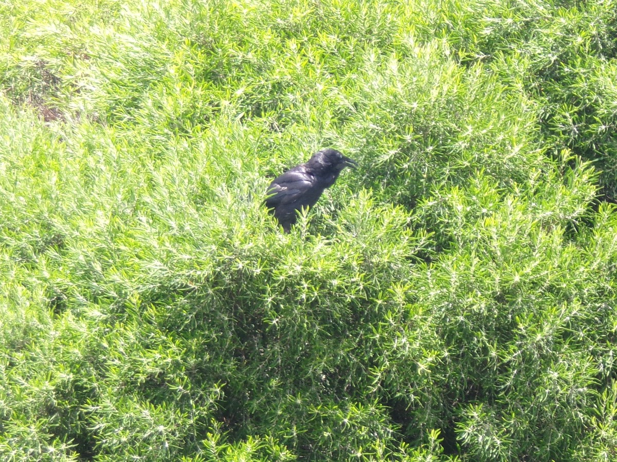 Australian Raven - ML645982167