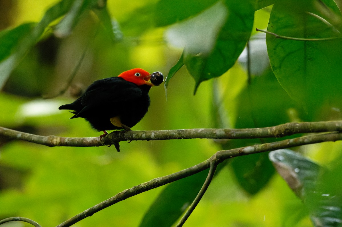 Red-capped Manakin - ML645982168