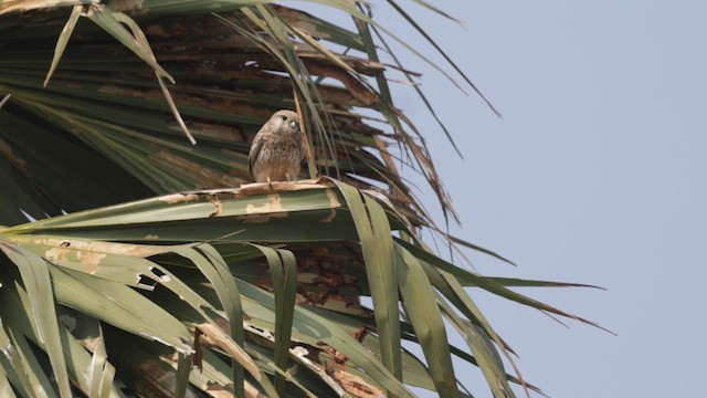 Eurasian Kestrel - ML645982170