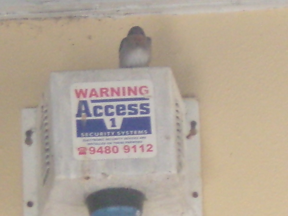 Welcome Swallow - ML645982171