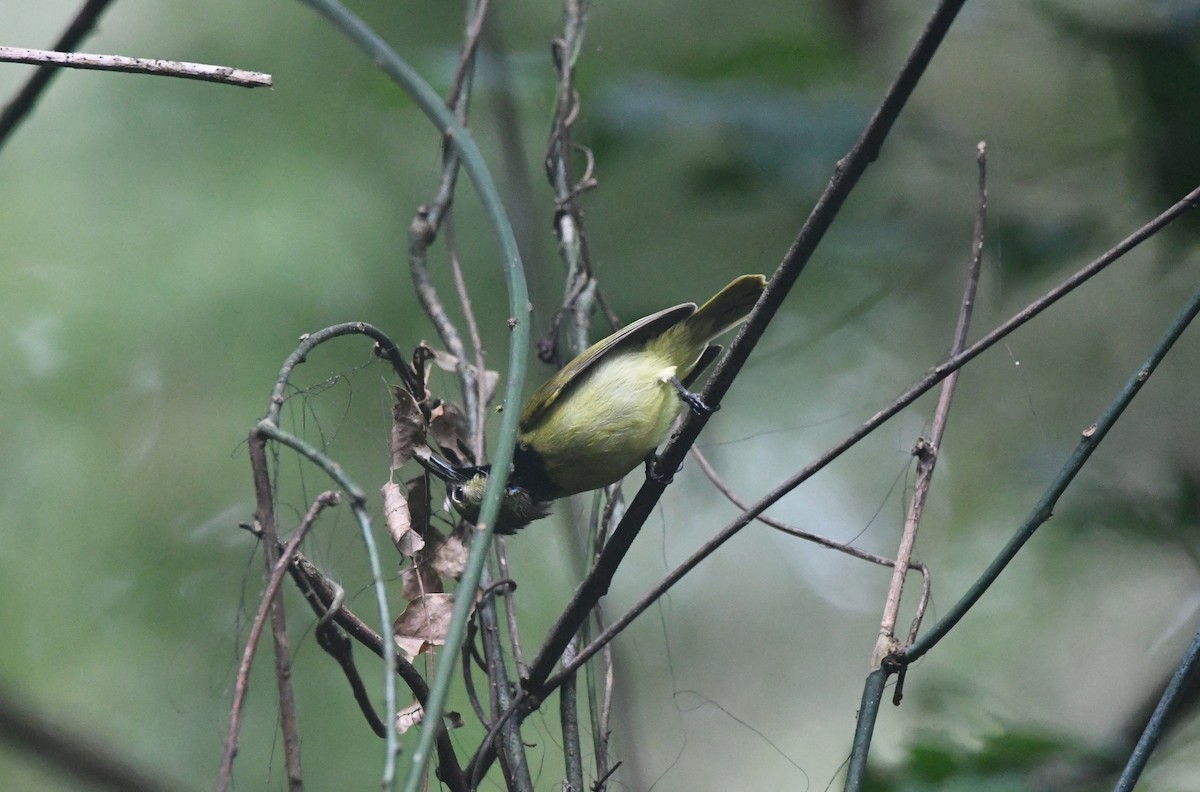 Plain-backed Sunbird - ML645982172