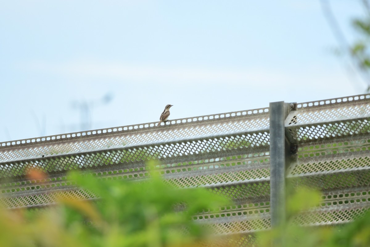 vendehals - ML645982173