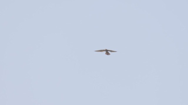 Пустельга - ML645982174