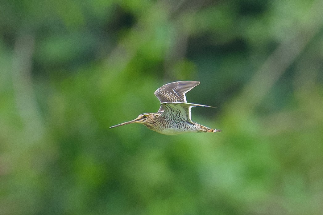 חרטומית ביצות - ML645982175