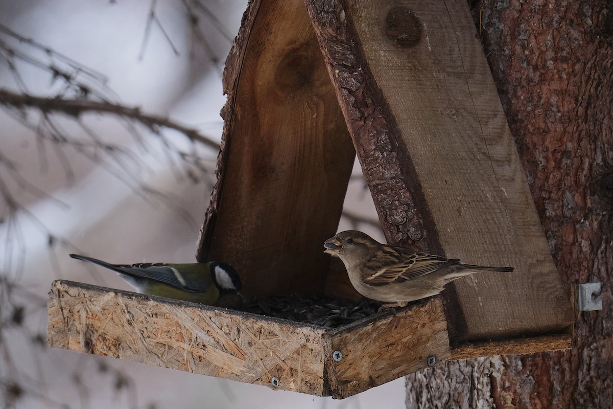 House Sparrow - ML645982177