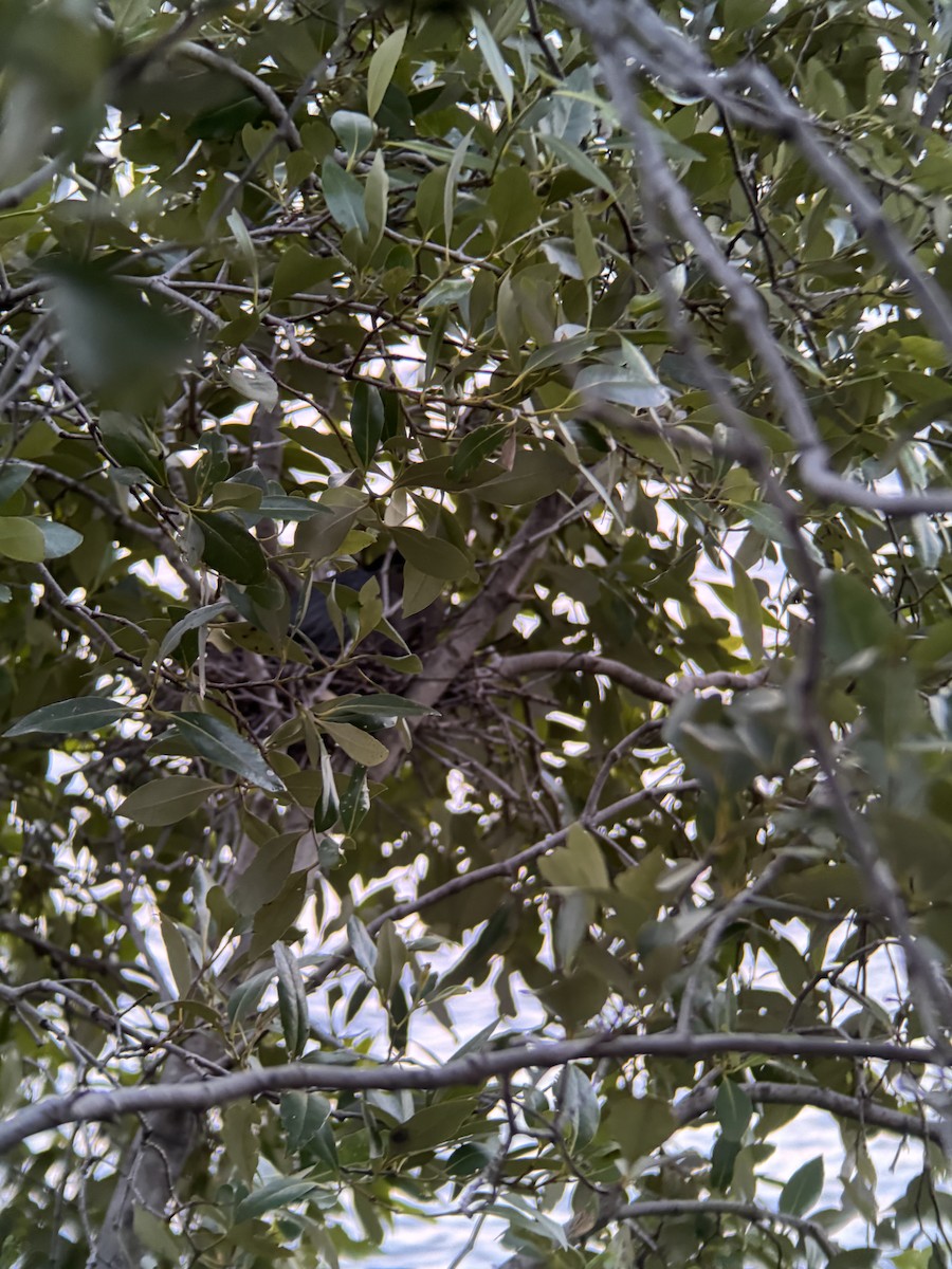 Little Heron - ML645982179