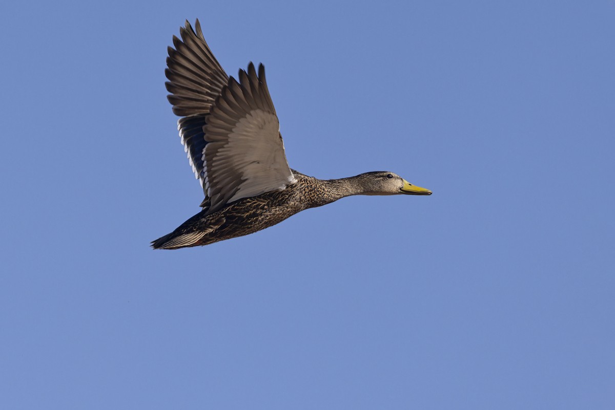 Mexican Duck - ML645982192