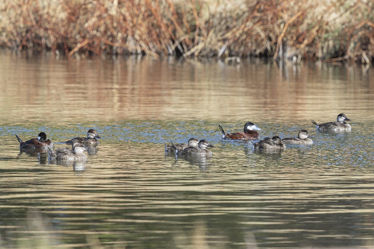 Ruddy Duck - ML645982194