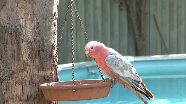 Galah - ML645982195