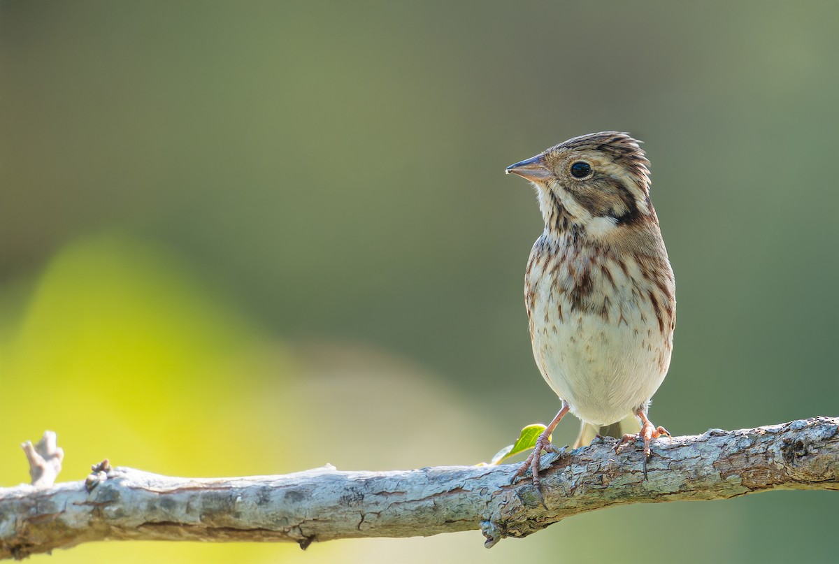 Rustic Bunting - ML645982196