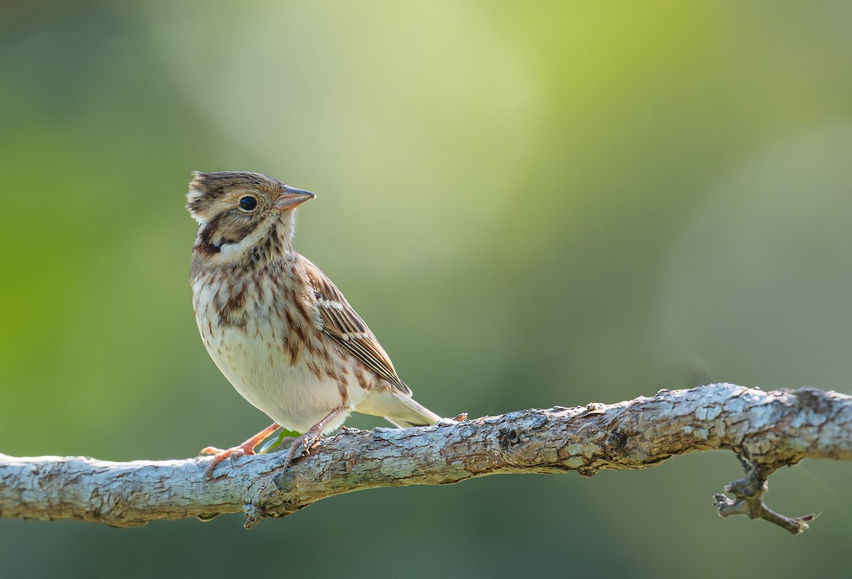 Rustic Bunting - ML645982197