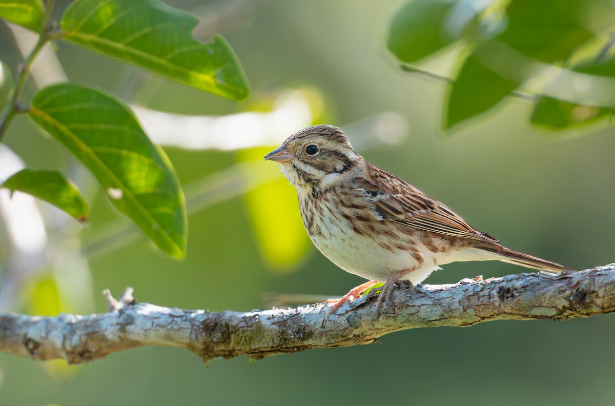 Rustic Bunting - ML645982198