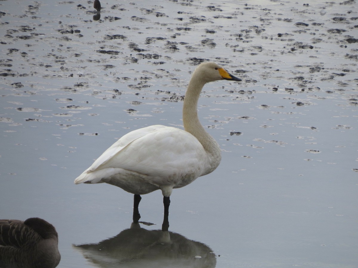 Whooper Swan - ML645982200