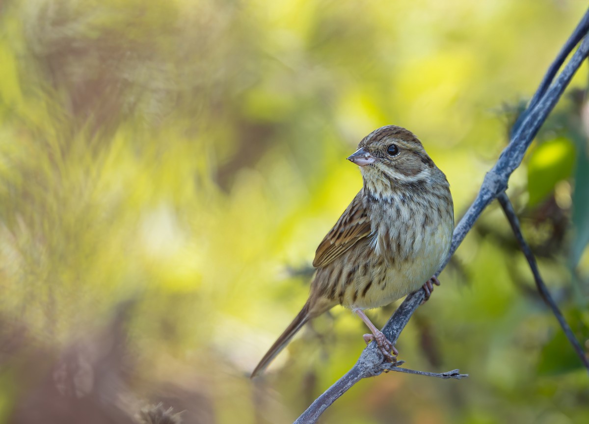 Black-faced Bunting - ML645982201