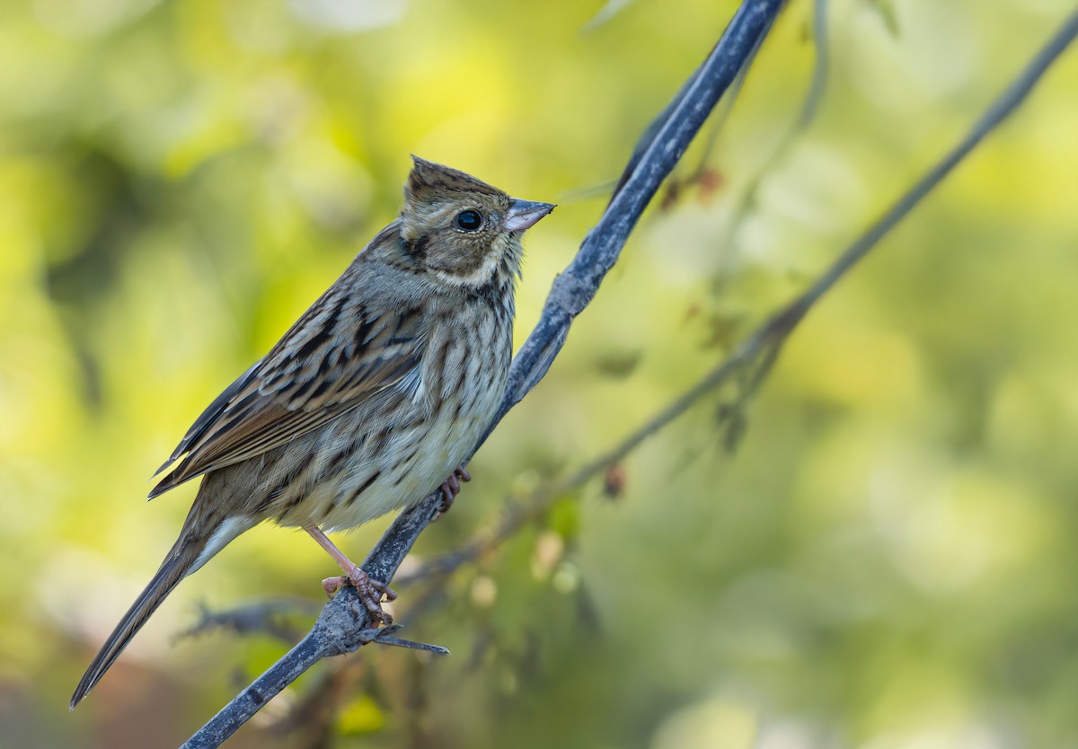 Black-faced Bunting - ML645982202