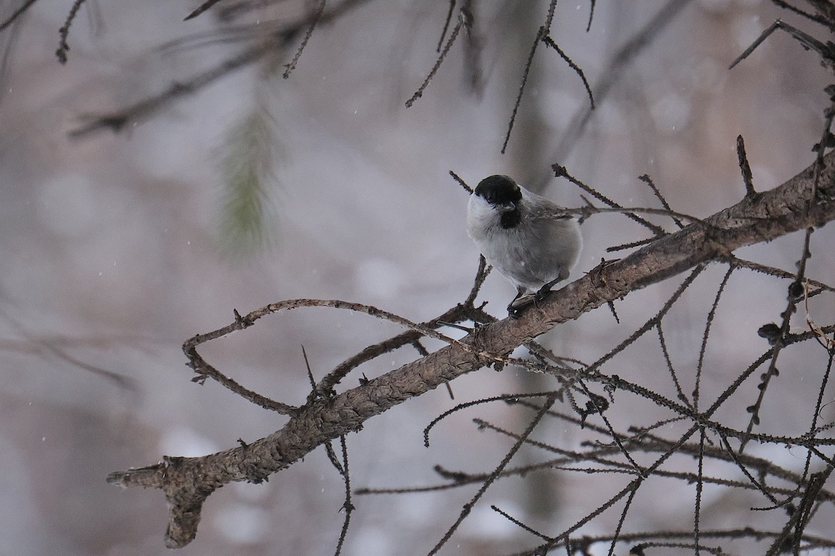 Willow Tit - ML645982203
