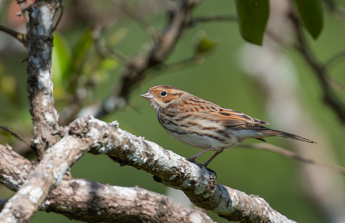 Little Bunting - ML645982204