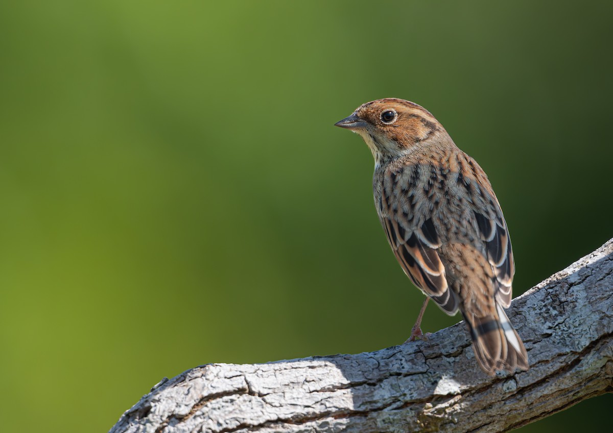 Little Bunting - ML645982205