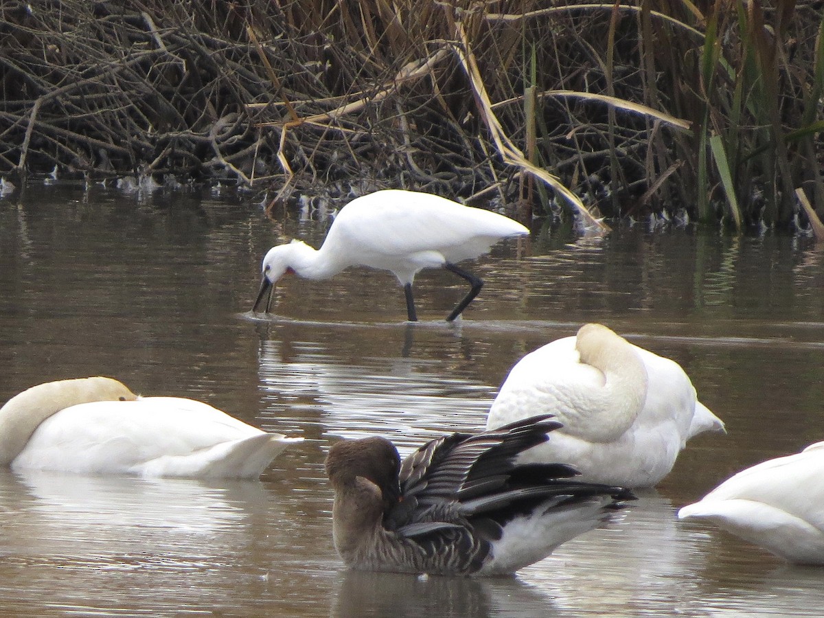Eurasian Spoonbill - ML645982206