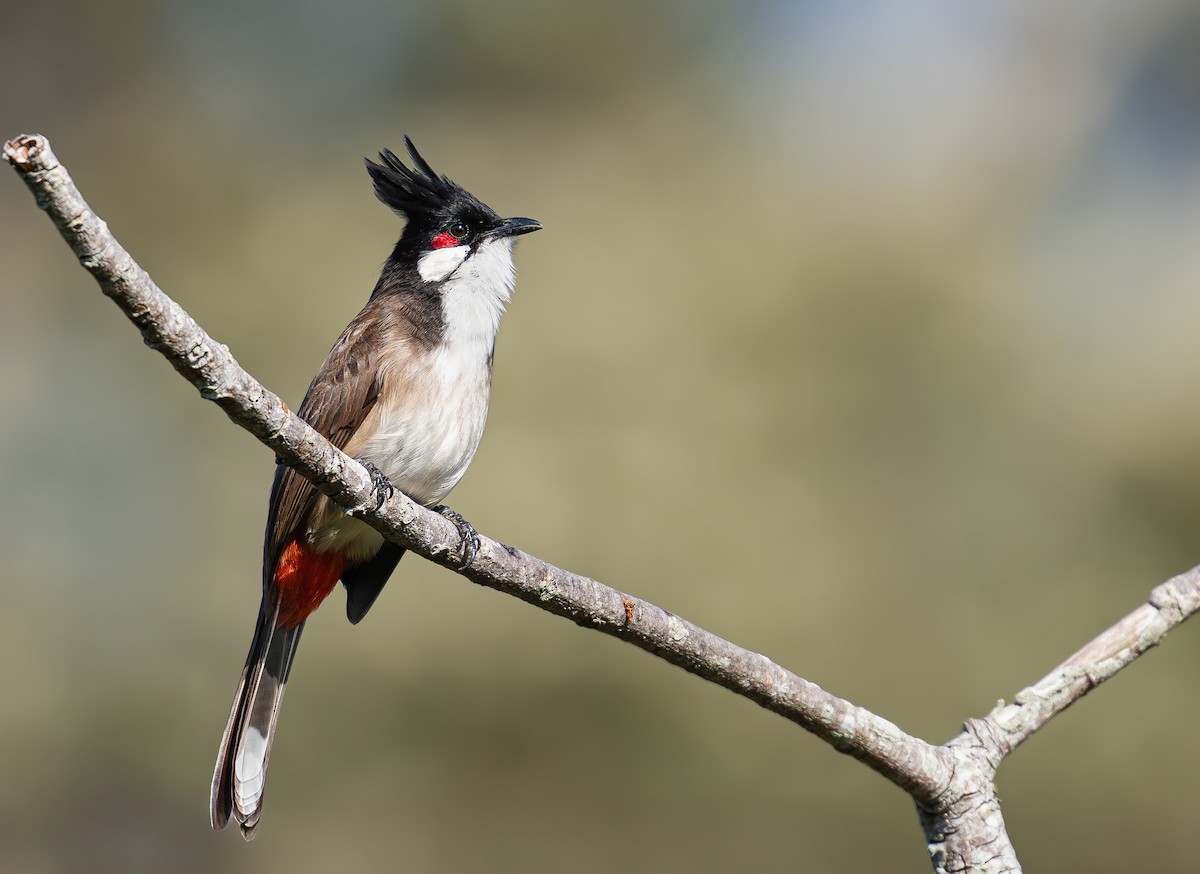 Red-whiskered Bulbul - ML645982207