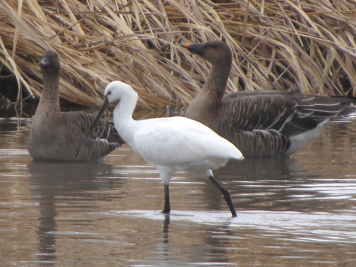 Eurasian Spoonbill - ML645982210