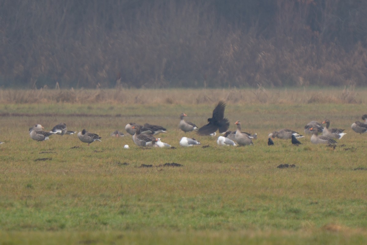 Graylag Goose - ML645982212