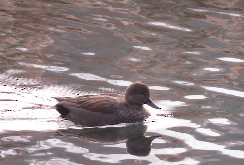 Gadwall - ML645982213