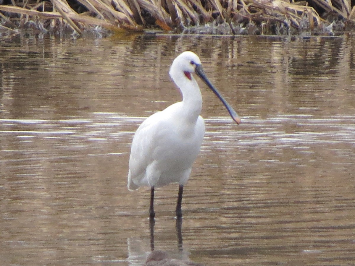 Eurasian Spoonbill - ML645982214