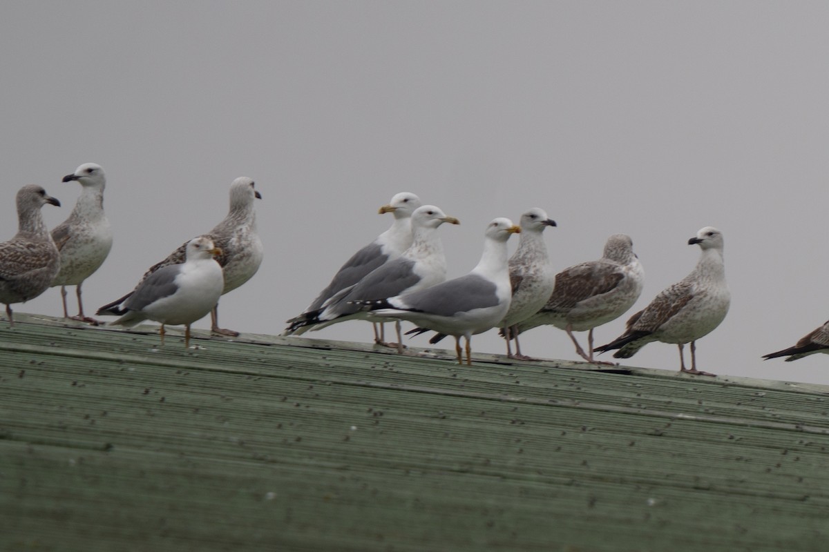 Caspian Gull - ML645982215