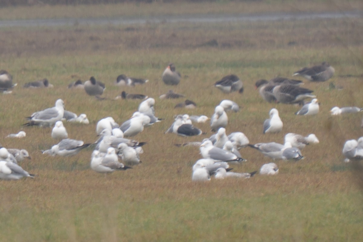 Lesser Black-backed Gull - ML645982216