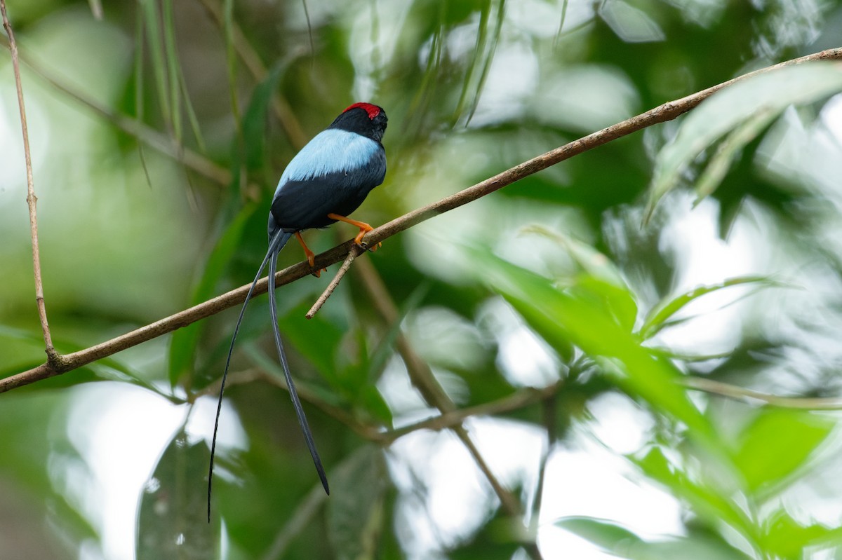 Long-tailed Manakin - ML645982217