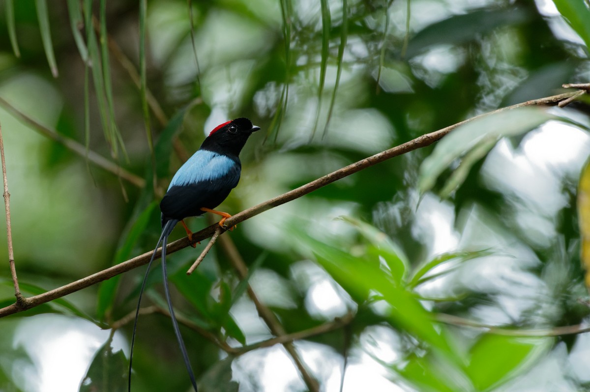Long-tailed Manakin - ML645982218
