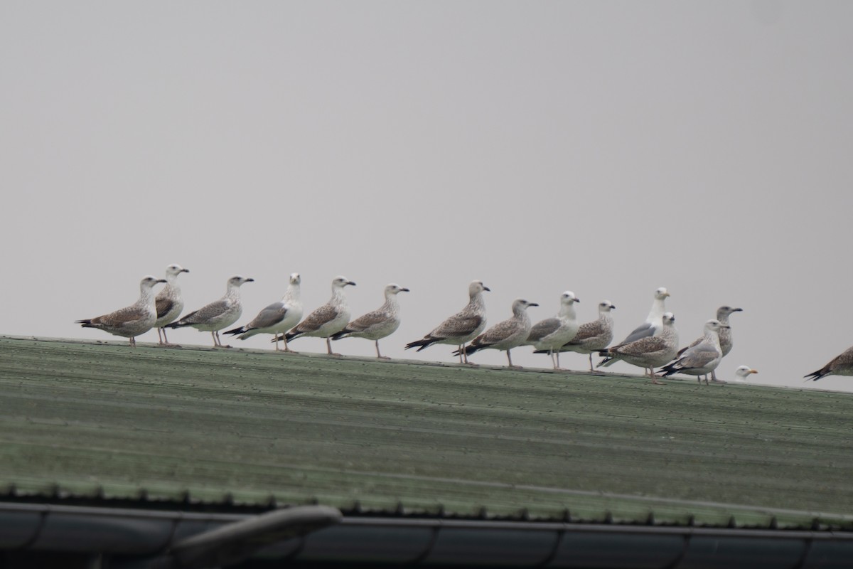 Yellow-legged Gull - ML645982220