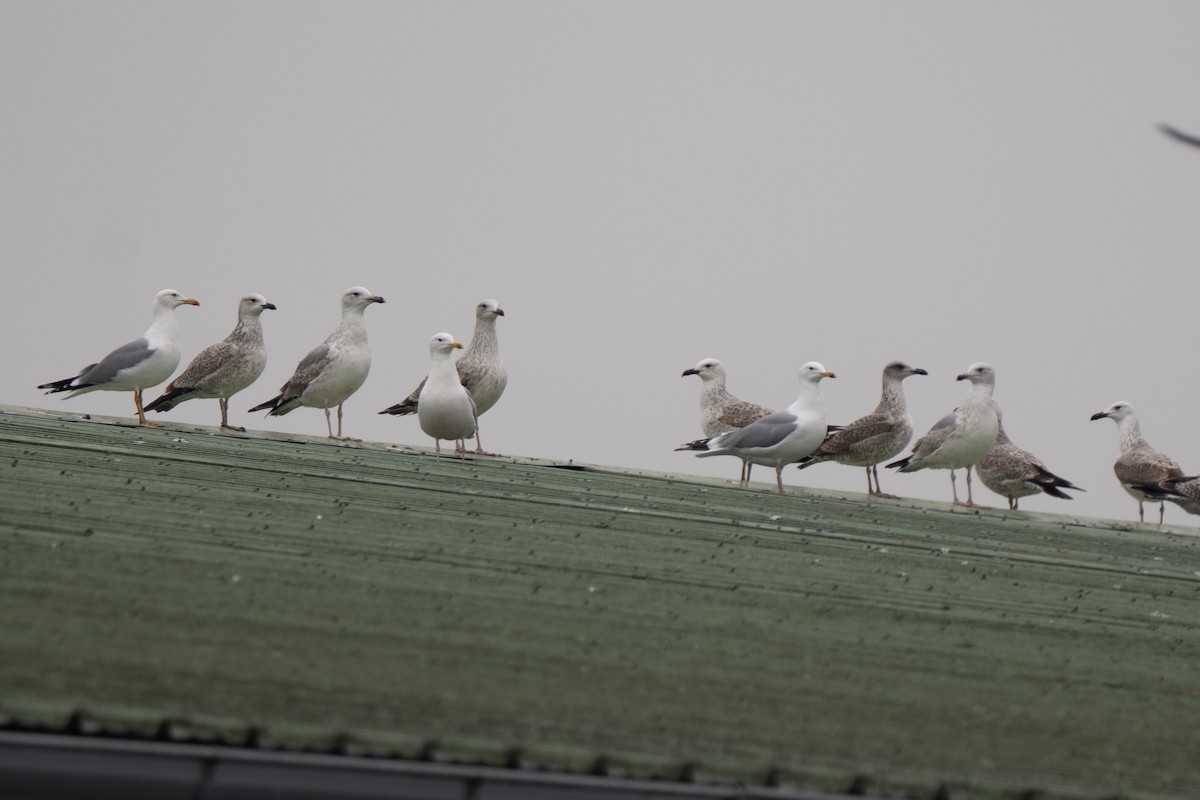 Yellow-legged Gull - ML645982221