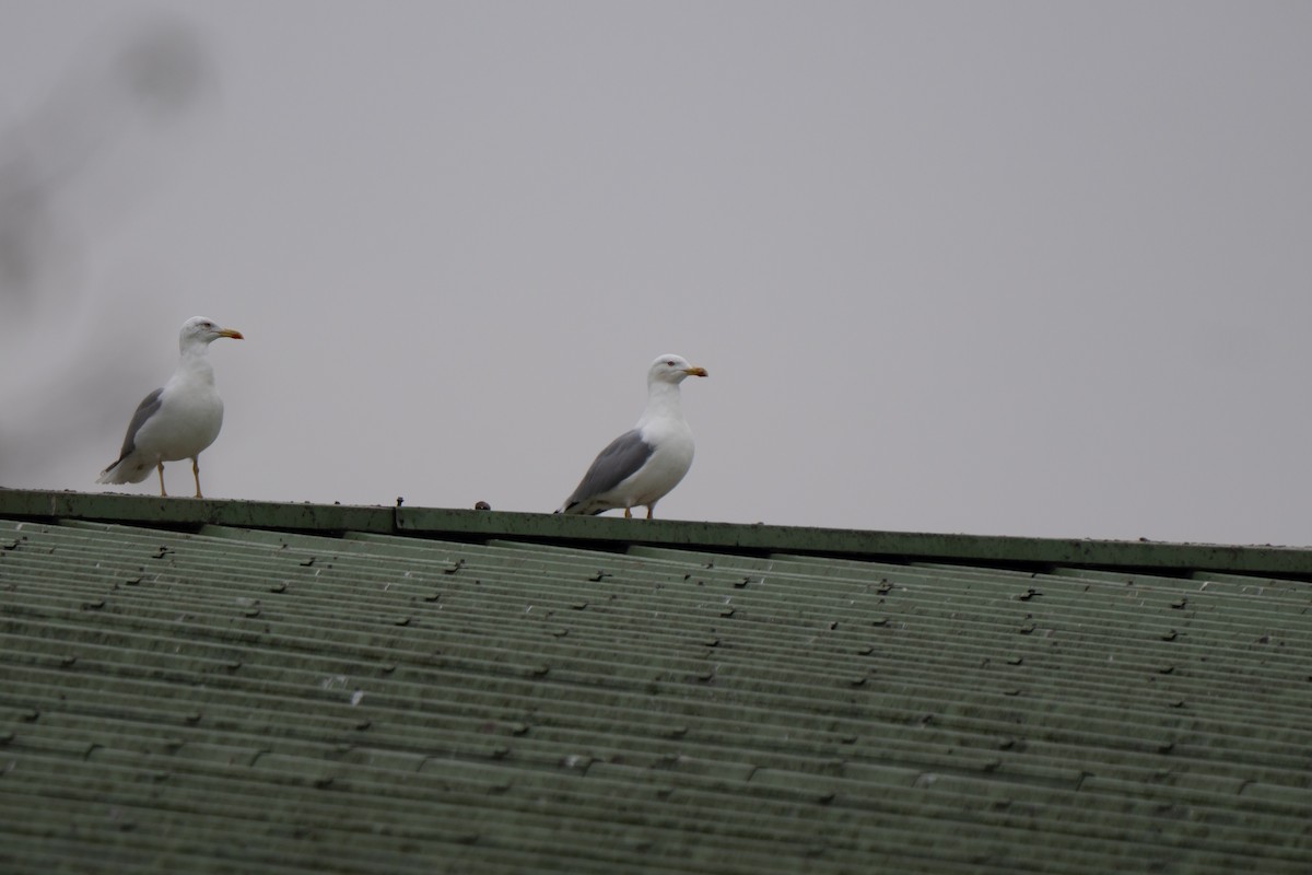 Yellow-legged Gull - ML645982223