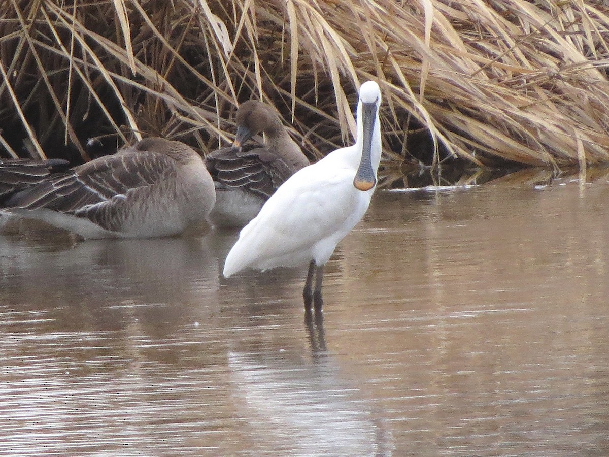 Eurasian Spoonbill - ML645982224